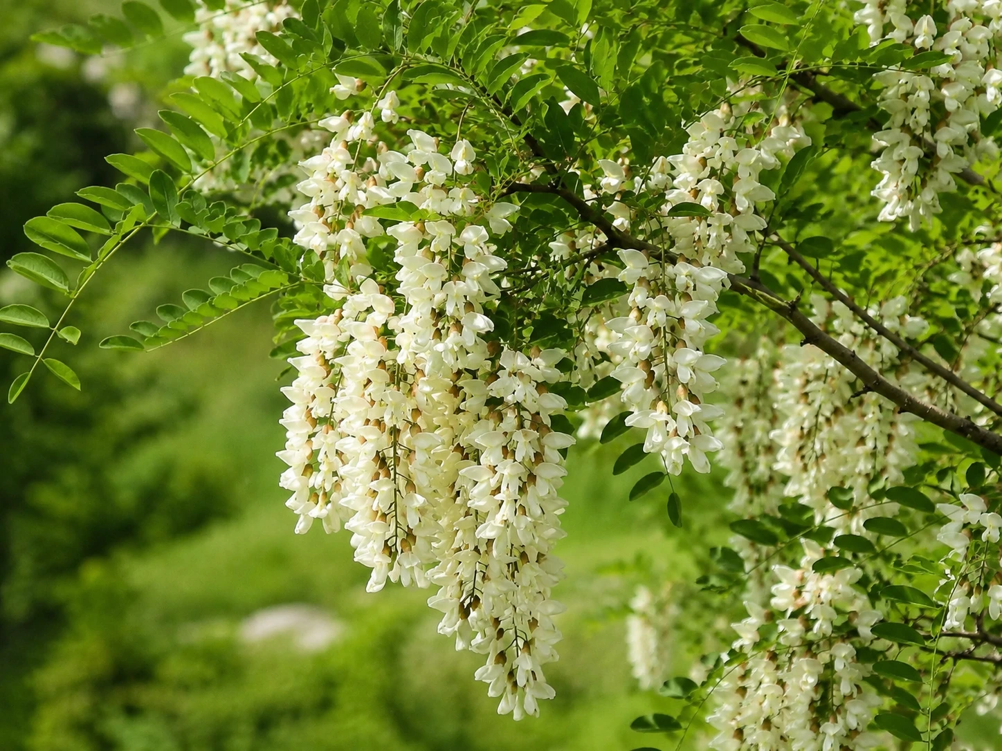 Robinia pseudo-acacia au printemps